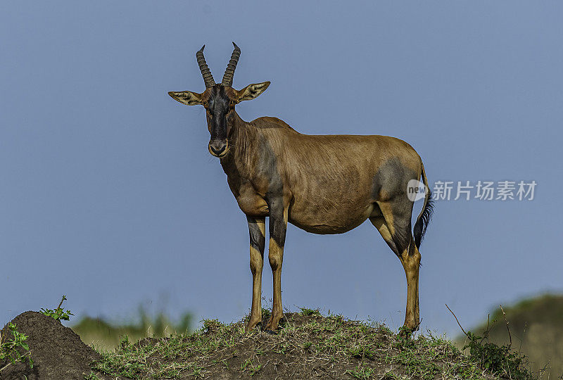 Topi, Damaliscus lunatus jimela，是一种高度社会化和速度快的羚羊。肯尼亚马赛马拉国家保护区。
